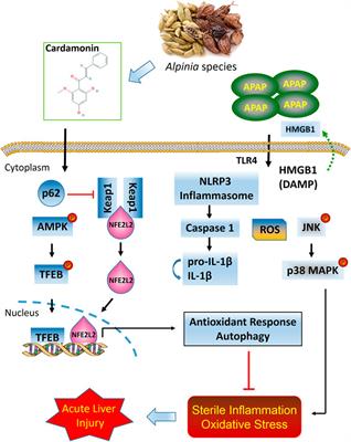 Cardamonin Reduces Acetaminophen-Induced Acute Liver Injury in Mice via Activating Autophagy and NFE2L2 Signaling